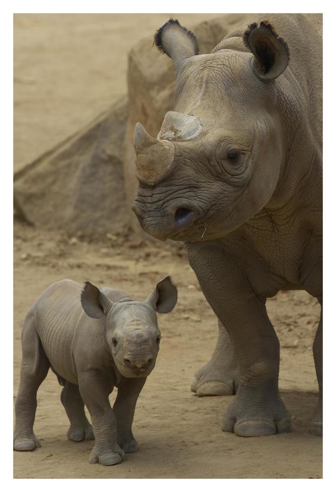 Black Rhinoceros mother and calf, native to Africa-Paper Art-26"x38"