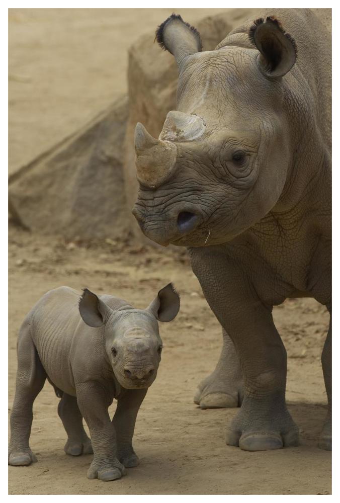 Black Rhinoceros mother and calf, native to Africa-Paper Art-42"x62"