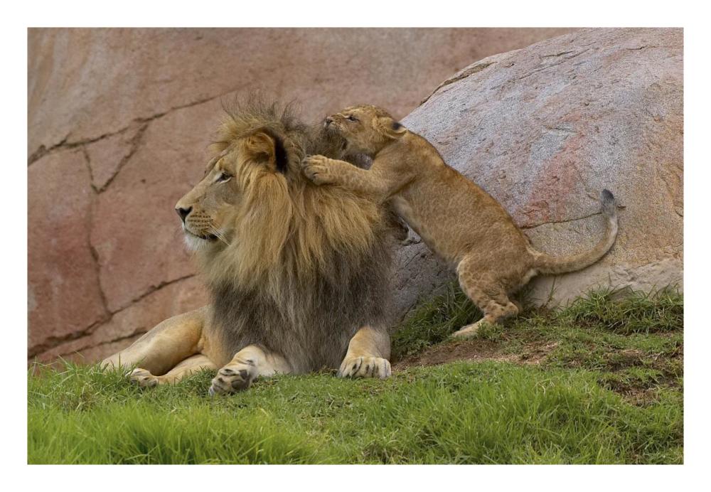 African Lion cub playing with male, native to Africa-Paper Art-26"x18"