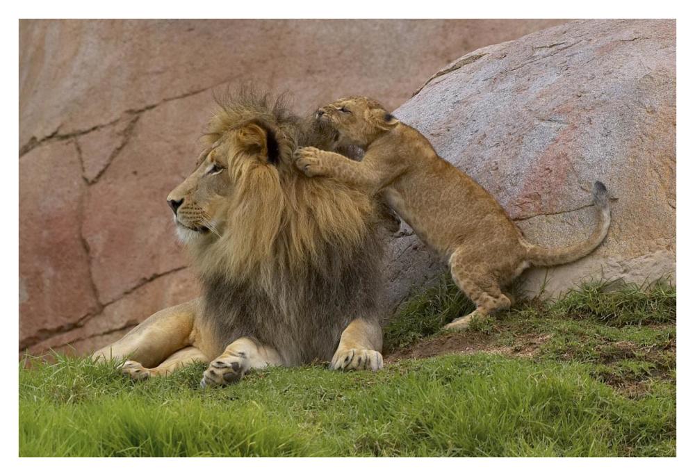 African Lion cub playing with male, native to Africa-Paper Art-38"x26"