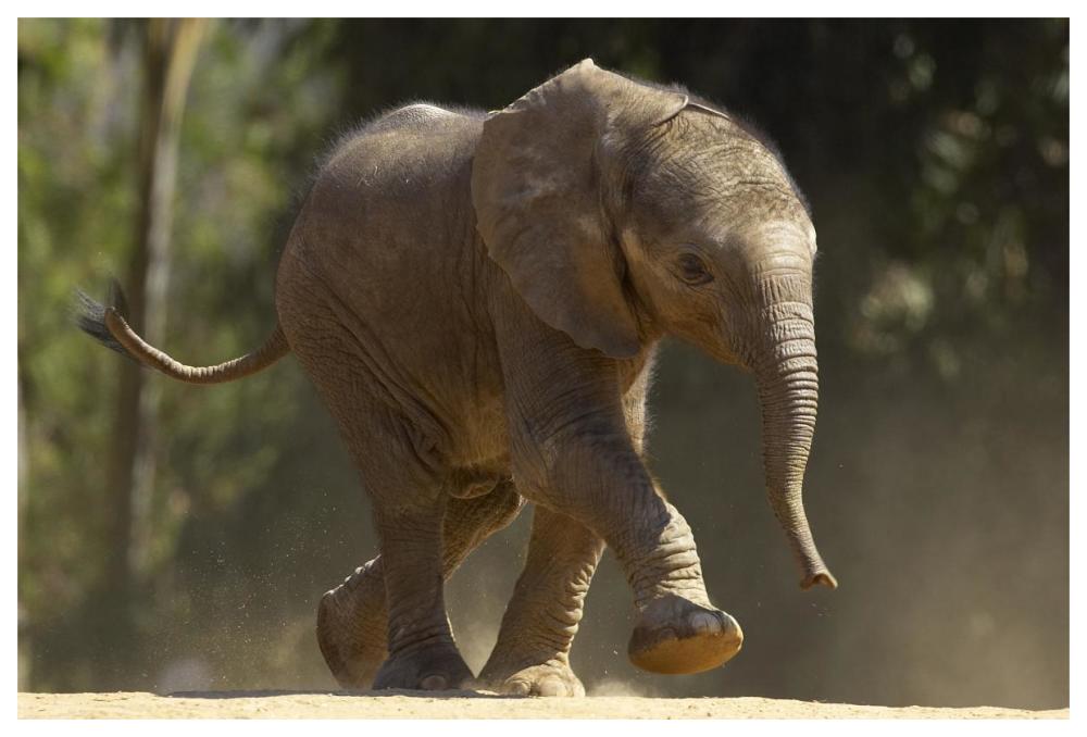 African Elephant calf walking, native to Africa-Paper Art-62"x42"