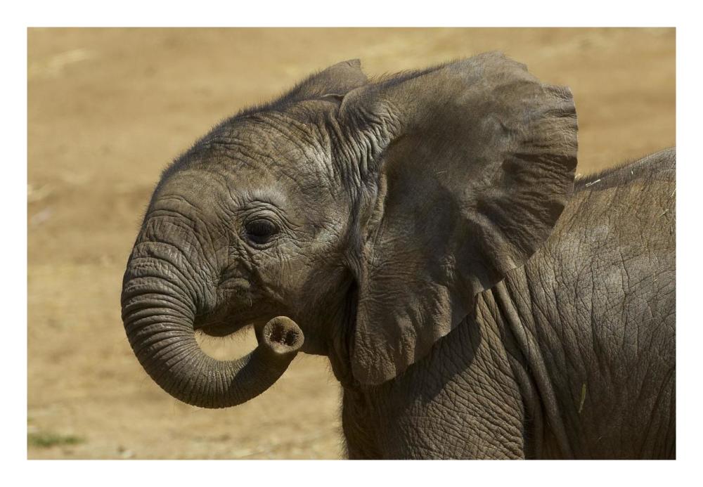 African Elephant calf portrait, native to Africa-Paper Art-26"x18"