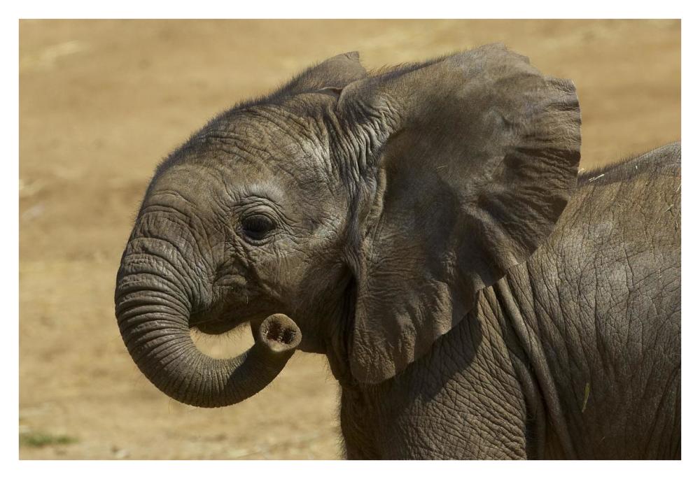 African Elephant calf portrait, native to Africa-Paper Art-38"x26"