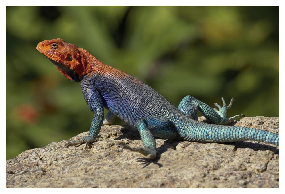 Red-headed Rock Agama male lizard sunning on rock, native to Africa-Paper Art-50"x34"