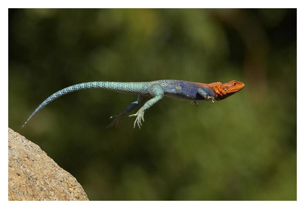Red-headed Rock Agama male lizard jumping, native to Africa-Paper Art-38"x26"