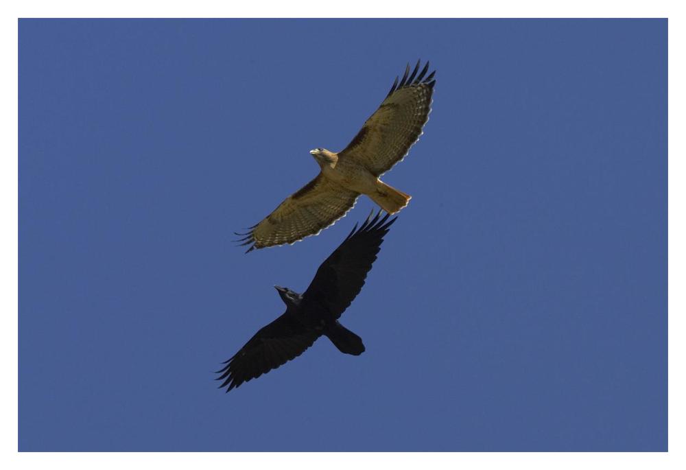 Red-tailed Hawk and Common Raven flying, North America-Paper Art-20"x14"