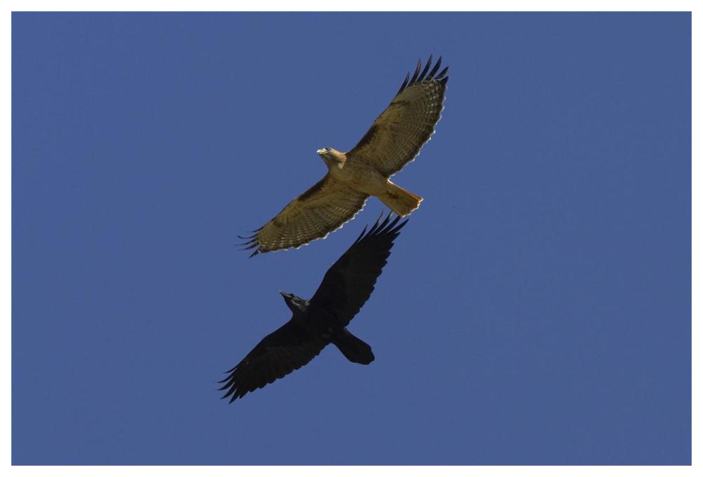 Red-tailed Hawk and Common Raven flying, North America-Paper Art-62"x42"