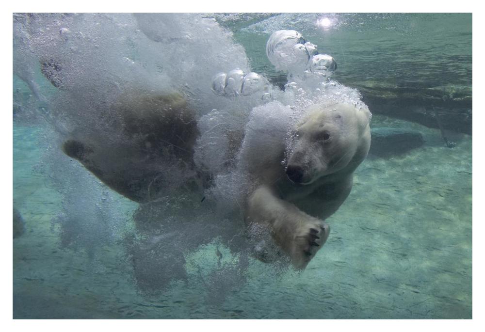 Polar Bear swimming underwater-Paper Art-20"x14"