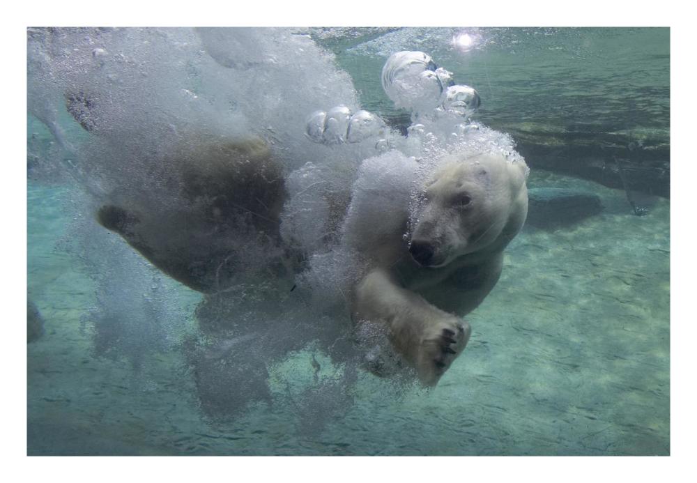 Polar Bear swimming underwater-Paper Art-26"x18"