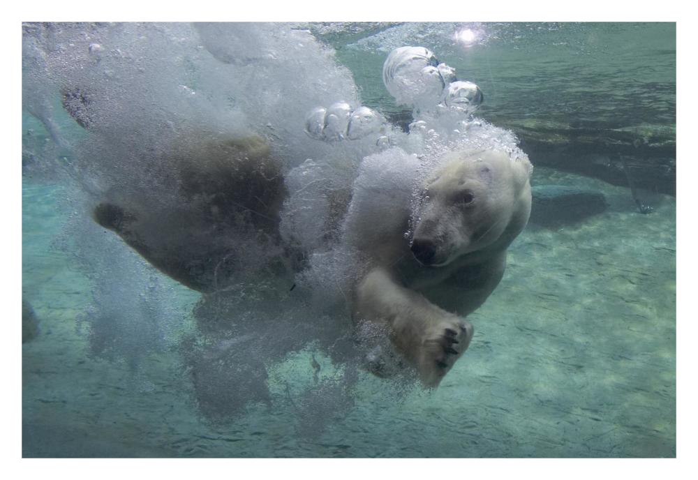 Polar Bear swimming underwater-Paper Art-32"x22"