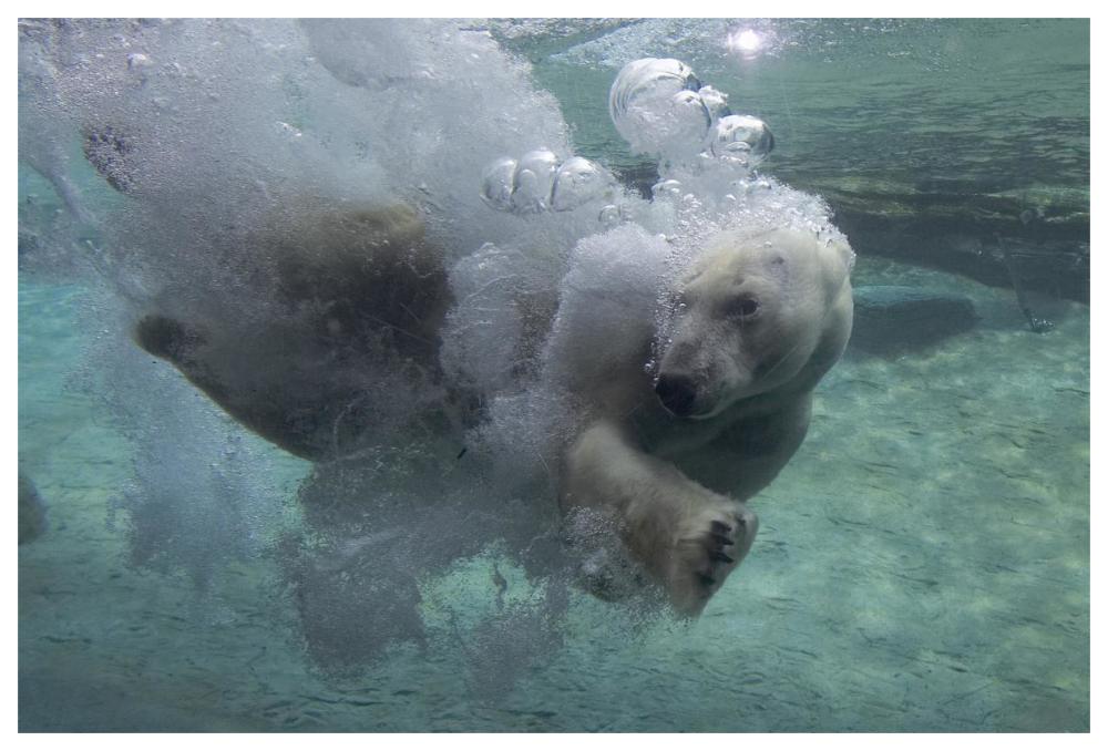 Polar Bear swimming underwater-Paper Art-62"x42"