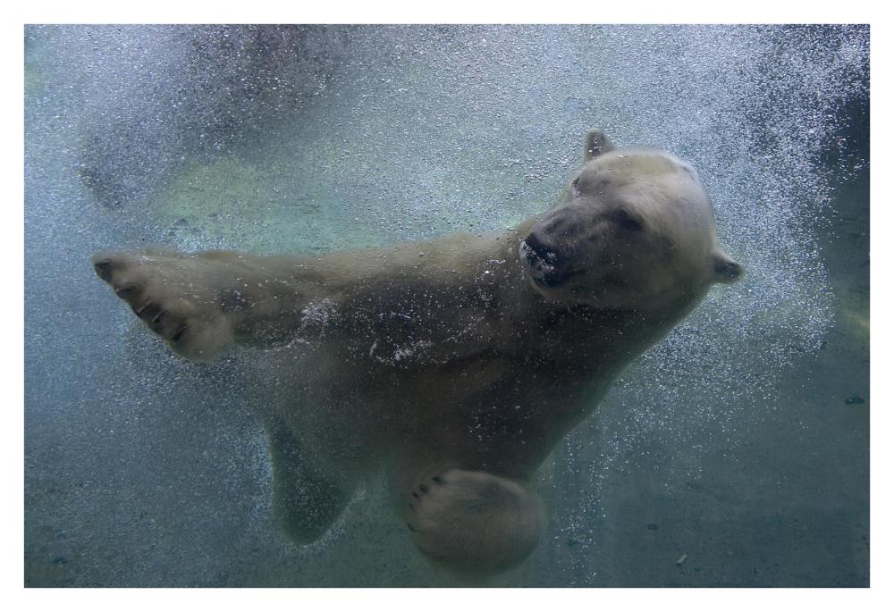 Polar Bear swimming underwater-Paper Art-38"x26"