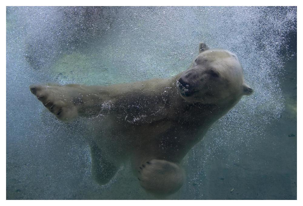 Polar Bear swimming underwater-Paper Art-50"x34"