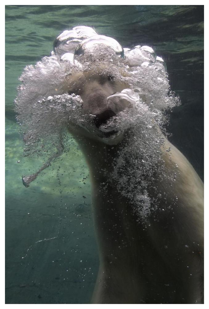 Polar Bear swimming underwater-Paper Art-42"x62"