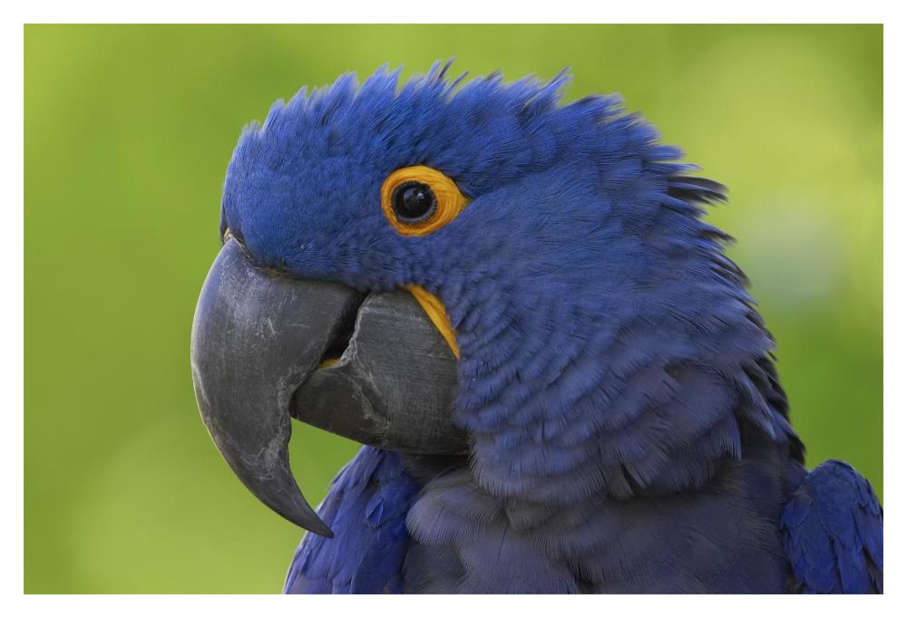 Hyacinth Macaw portrait, native to South America-Paper Art-20"x14"