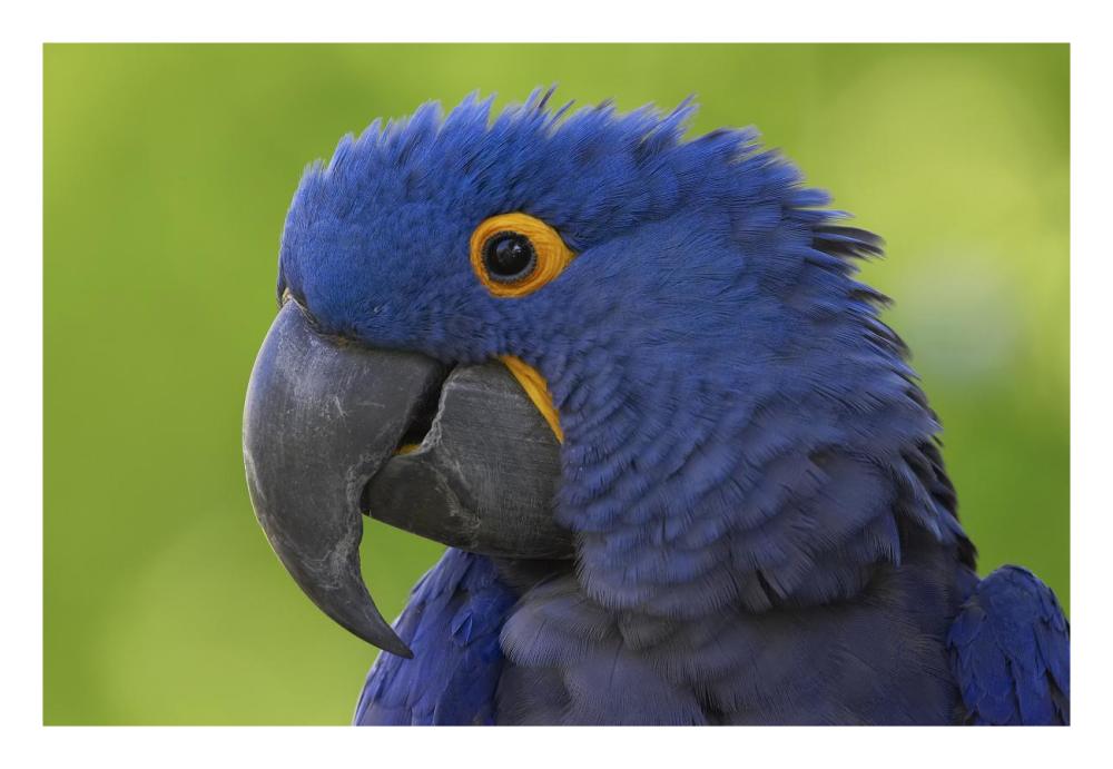 Hyacinth Macaw portrait, native to South America-Paper Art-26"x18"