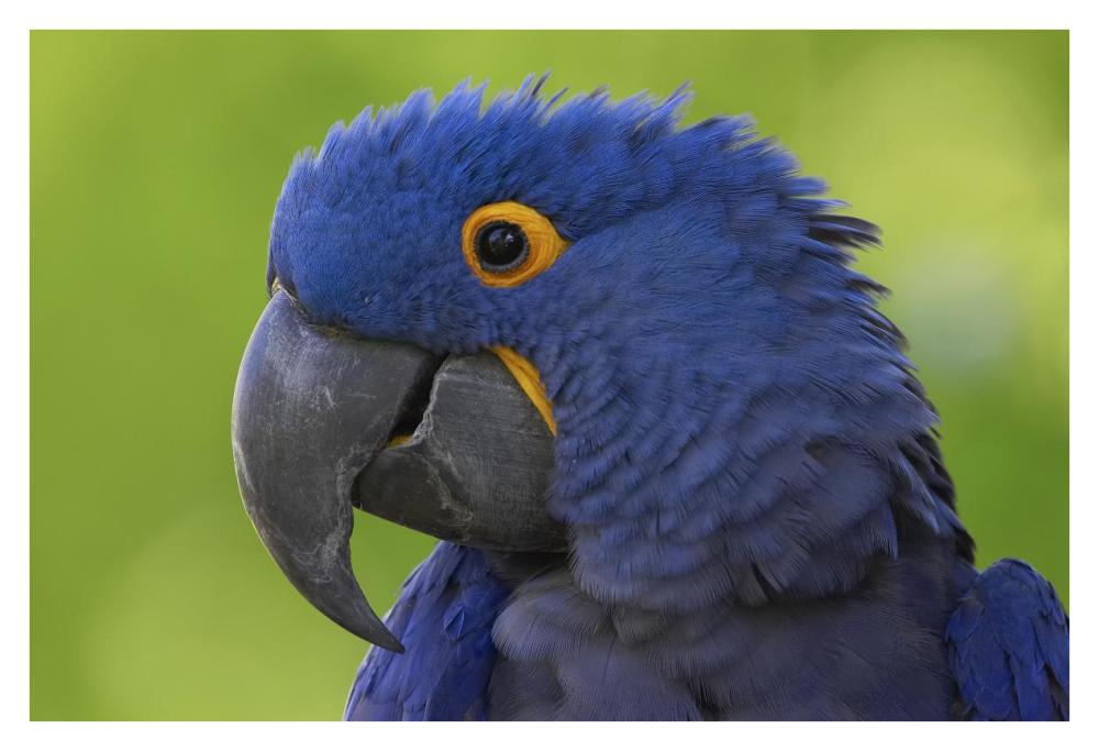 Hyacinth Macaw portrait, native to South America-Paper Art-38"x26"