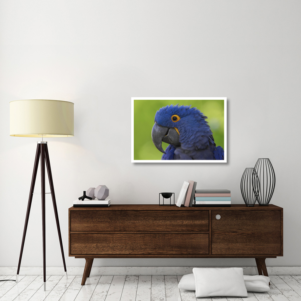 Hyacinth Macaw portrait, native to South America-Paper Art-38&quotx26"