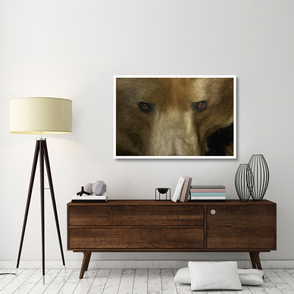 Grizzly Bear portrait, native to North America-Paper Art-50&quotx34"