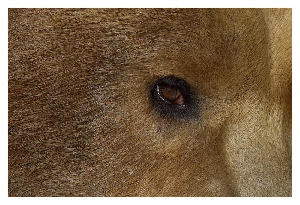 Grizzly Bear portrait, native to North America-Paper Art-20"x14"