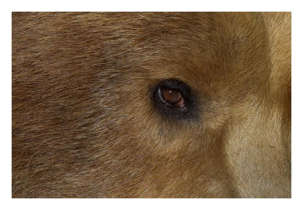 Grizzly Bear portrait, native to North America-Paper Art-26"x18"