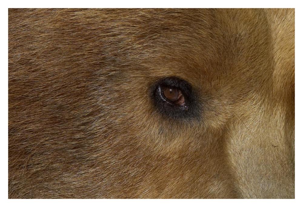 Grizzly Bear portrait, native to North America-Paper Art-38"x26"