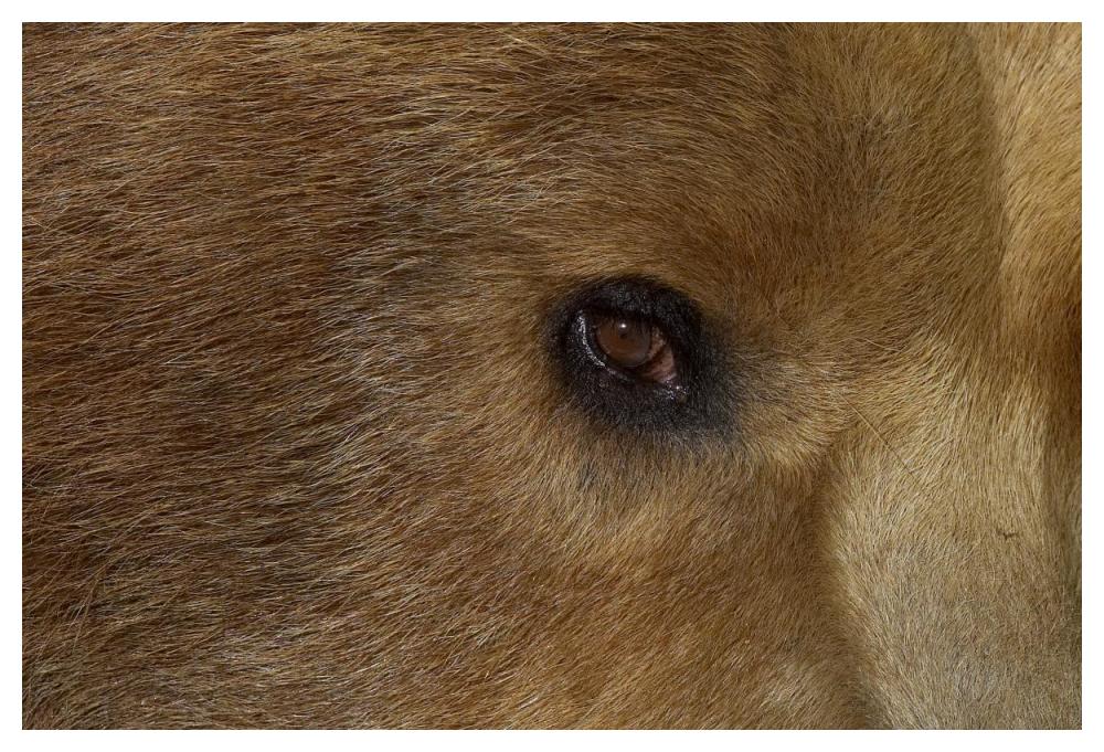 Grizzly Bear portrait, native to North America-Paper Art-50"x34"