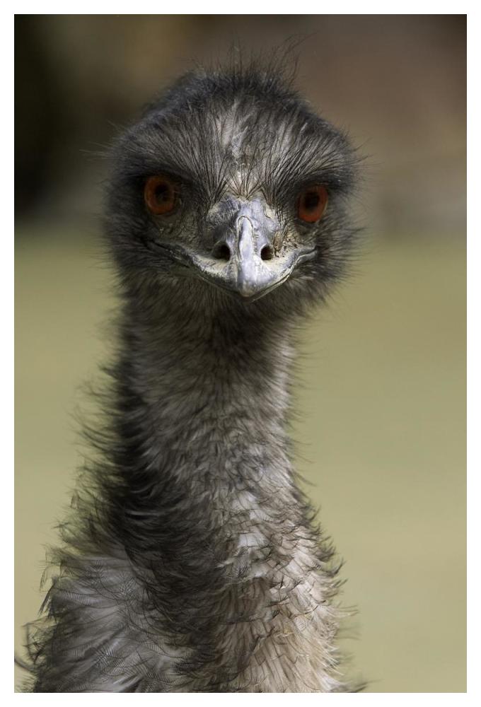 Emu portrait, native to Australia-Paper Art-34"x50"
