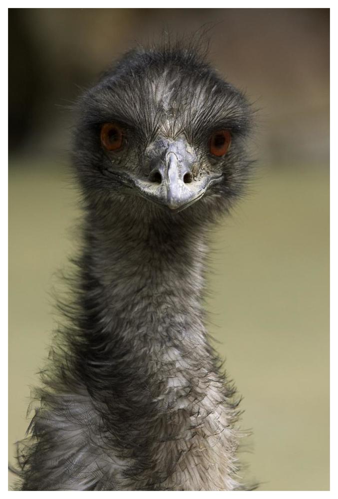 Emu portrait, native to Australia-Paper Art-42"x62"