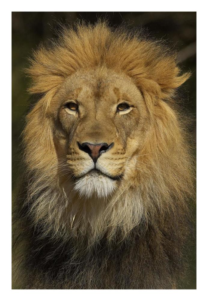 African Lion male portrait, native to Africa-Paper Art-18"x26"