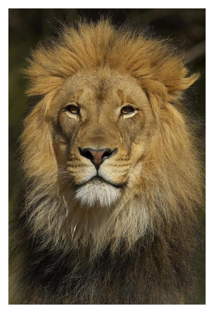 African Lion male portrait, native to Africa-Paper Art-26"x38"