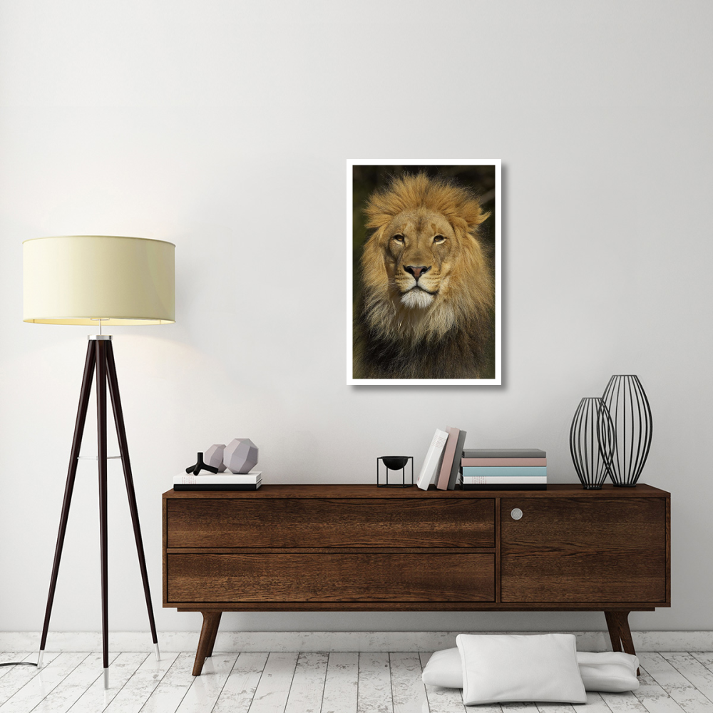 African Lion male portrait, native to Africa-Paper Art-26&quotx38"