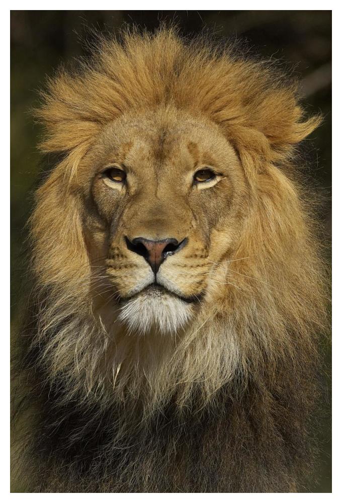 African Lion male portrait, native to Africa-Paper Art-34"x50"