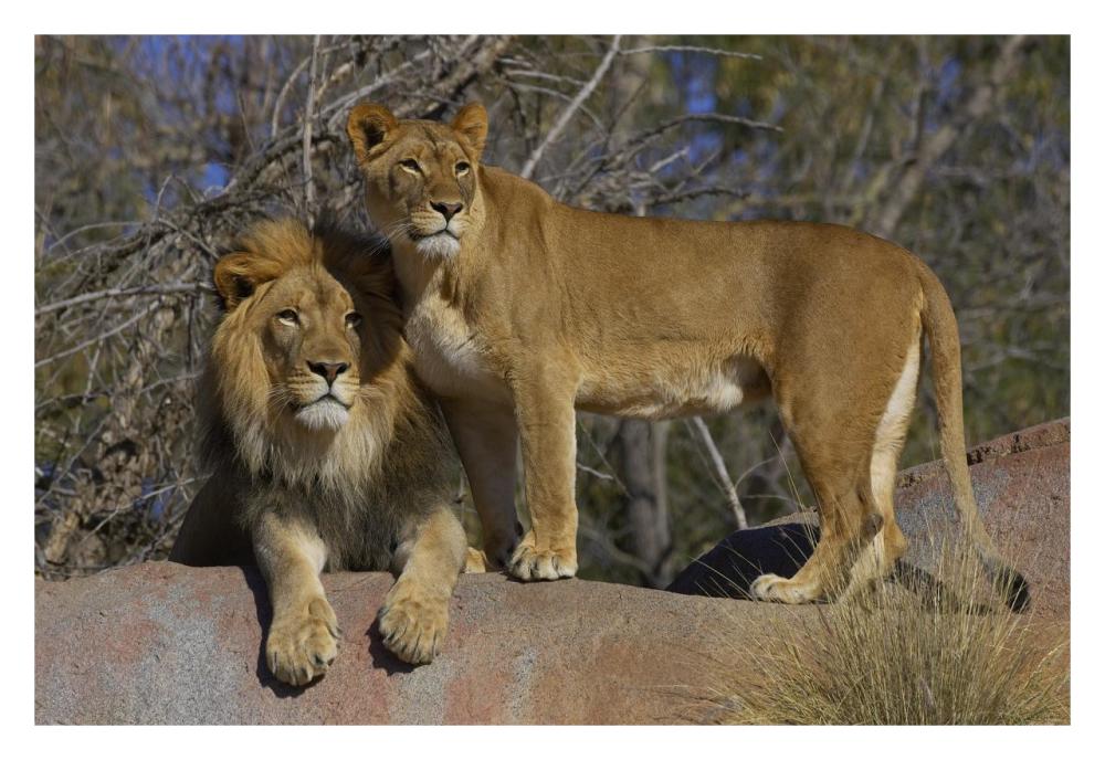 African Lion male and African Lioness, native to Africa-Paper Art-32"x22"