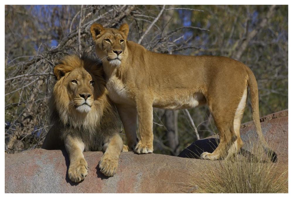 African Lion male and African Lioness, native to Africa-Paper Art-62"x42"