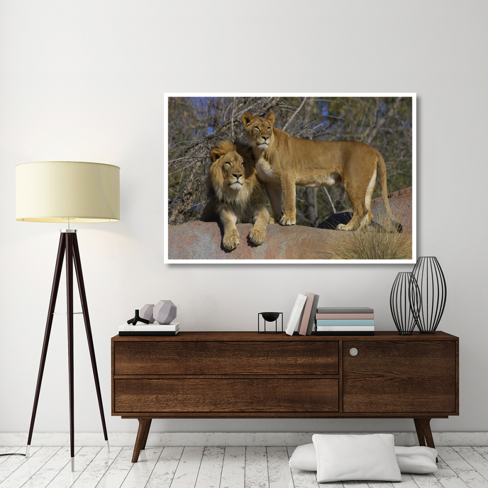 African Lion male and African Lioness, native to Africa-Paper Art-62&quotx42"