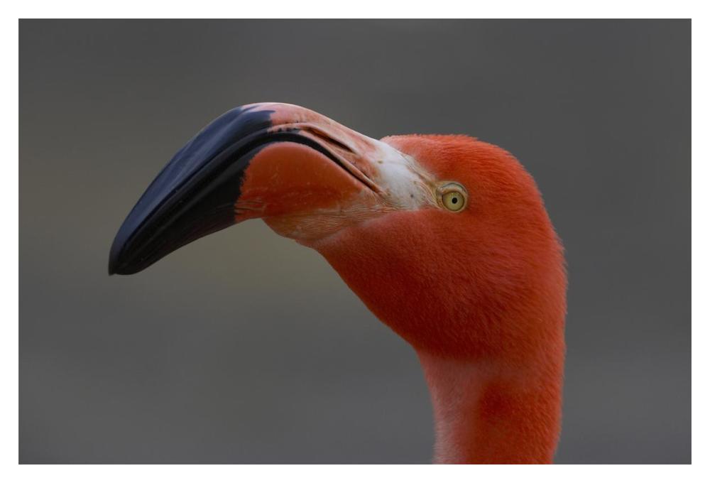 Greater Flamingo portrait-Paper Art-20"x14"