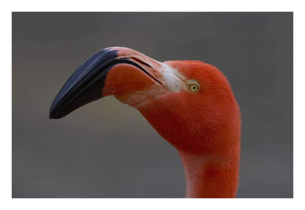 Greater Flamingo portrait-Paper Art-26"x18"