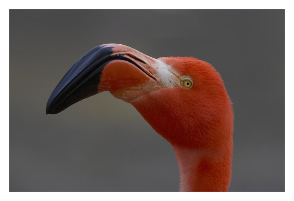 Greater Flamingo portrait-Paper Art-32"x22"