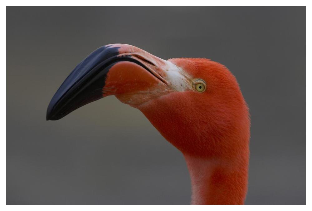 Greater Flamingo portrait-Paper Art-50"x34"