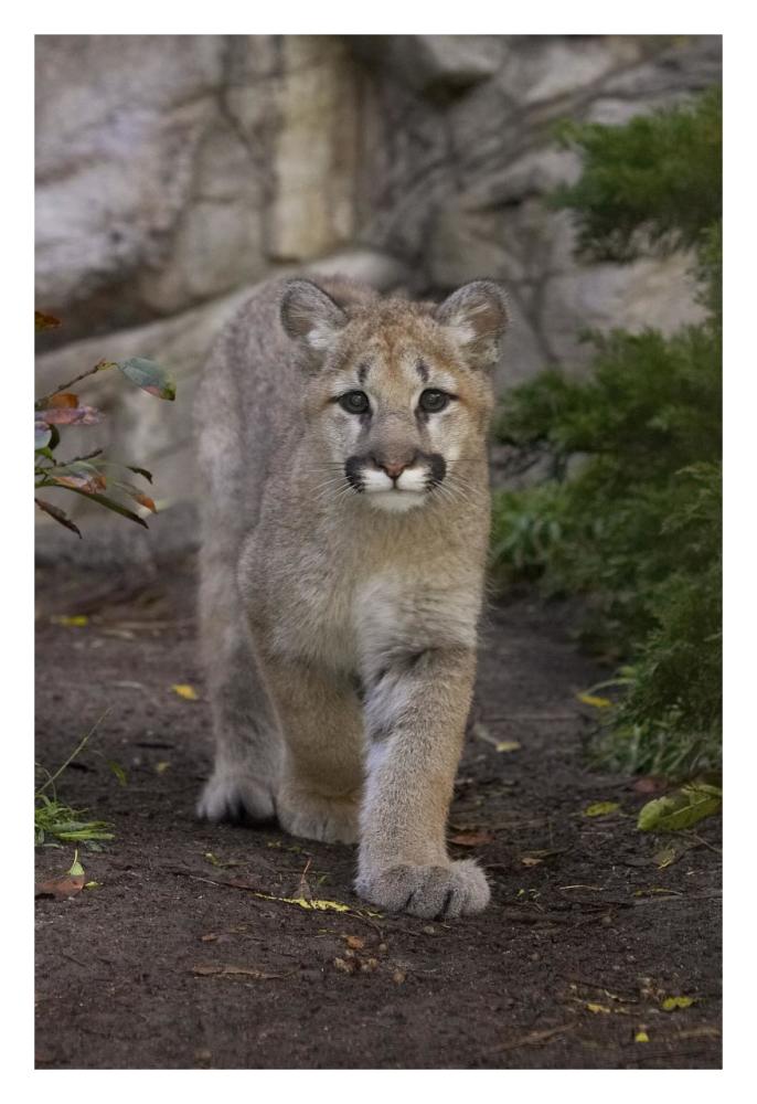Mountain Lion cub walking, native to North America-Paper Art-22"x32"