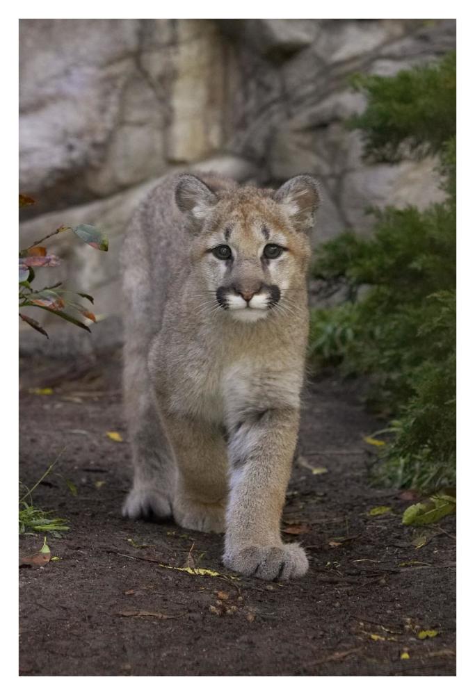 Mountain Lion cub walking, native to North America-Paper Art-26"x38"