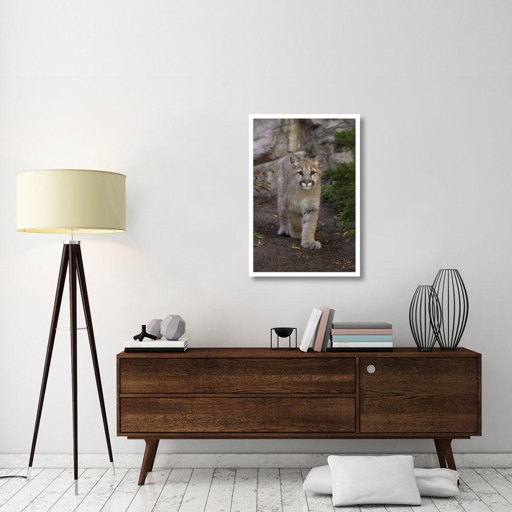 Mountain Lion cub walking, native to North America-Paper Art-26&quotx38"
