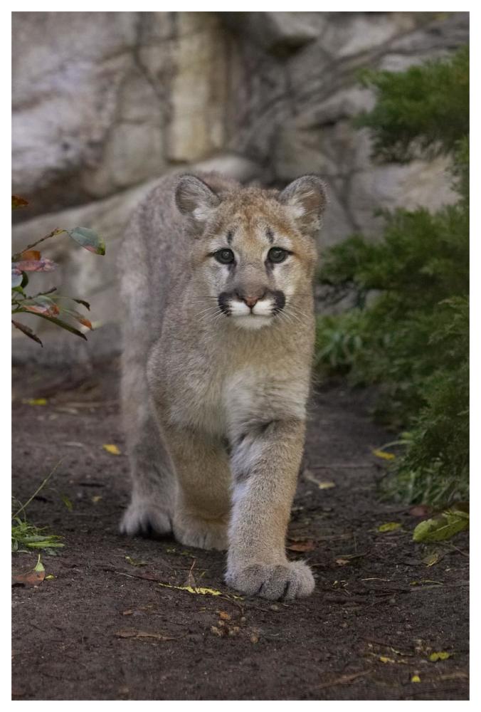 Mountain Lion cub walking, native to North America-Paper Art-42"x62"