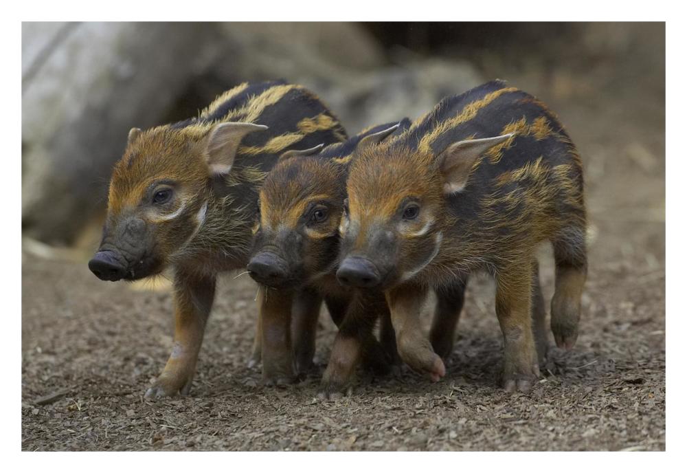 Red River Hog piglet trio, native to Africa-Paper Art-32"x22"