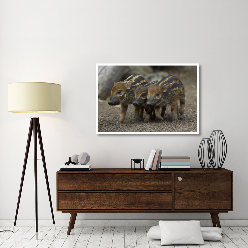 Red River Hog piglet trio, native to Africa-Paper Art-50&quotx34"