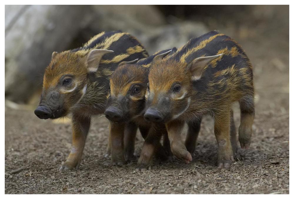 Red River Hog piglet trio, native to Africa-Paper Art-62"x42"