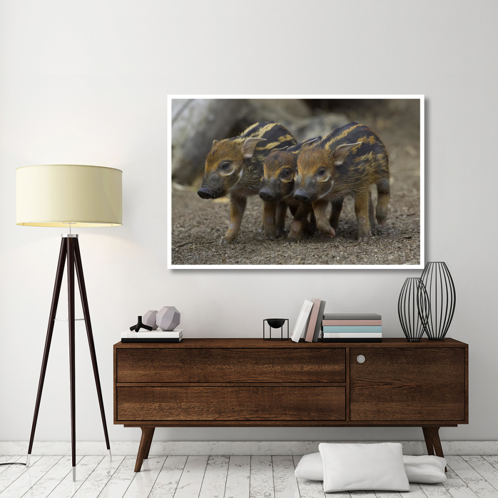 Red River Hog piglet trio, native to Africa-Paper Art-62&quotx42"