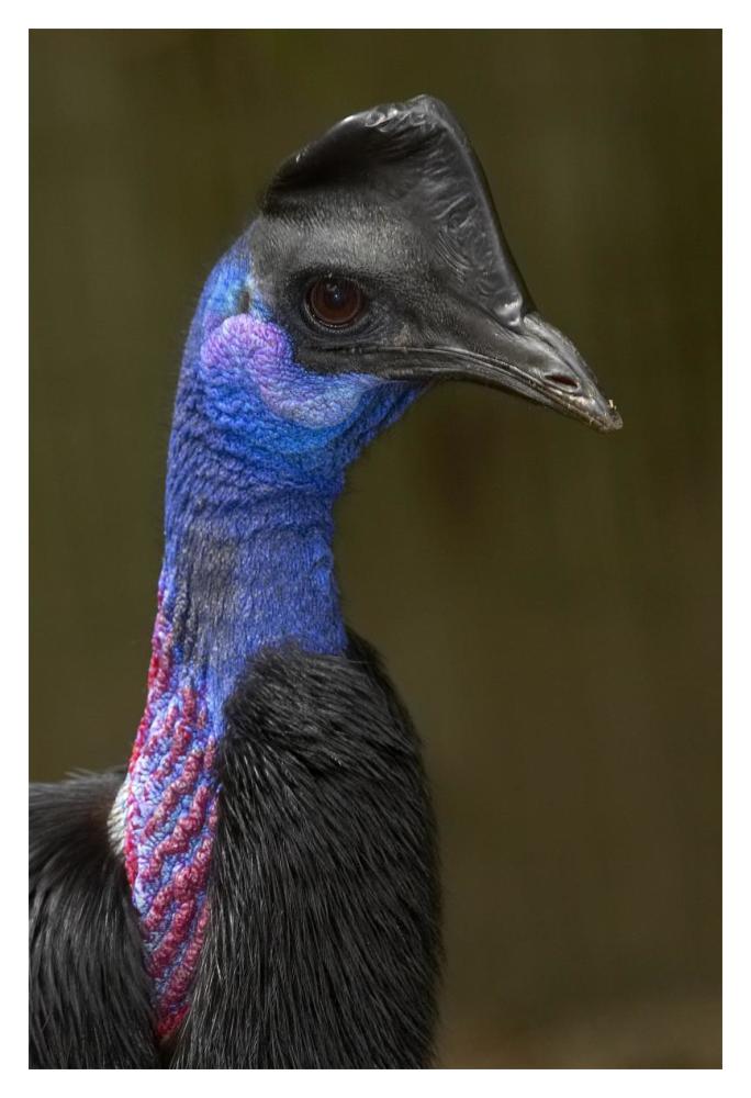 Dwarf Cassowary portrait, native to New Guinea-Paper Art-14"x20"