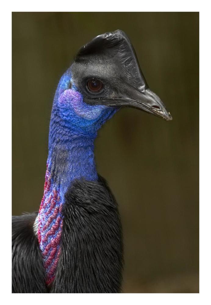 Dwarf Cassowary portrait, native to New Guinea-Paper Art-18"x26"